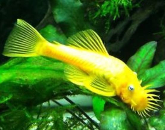 Blue Eyed Lemon Bristlenose Pleco - 2 inch Blue Eyed Lemon Bristlenose Pleco - 2 inch